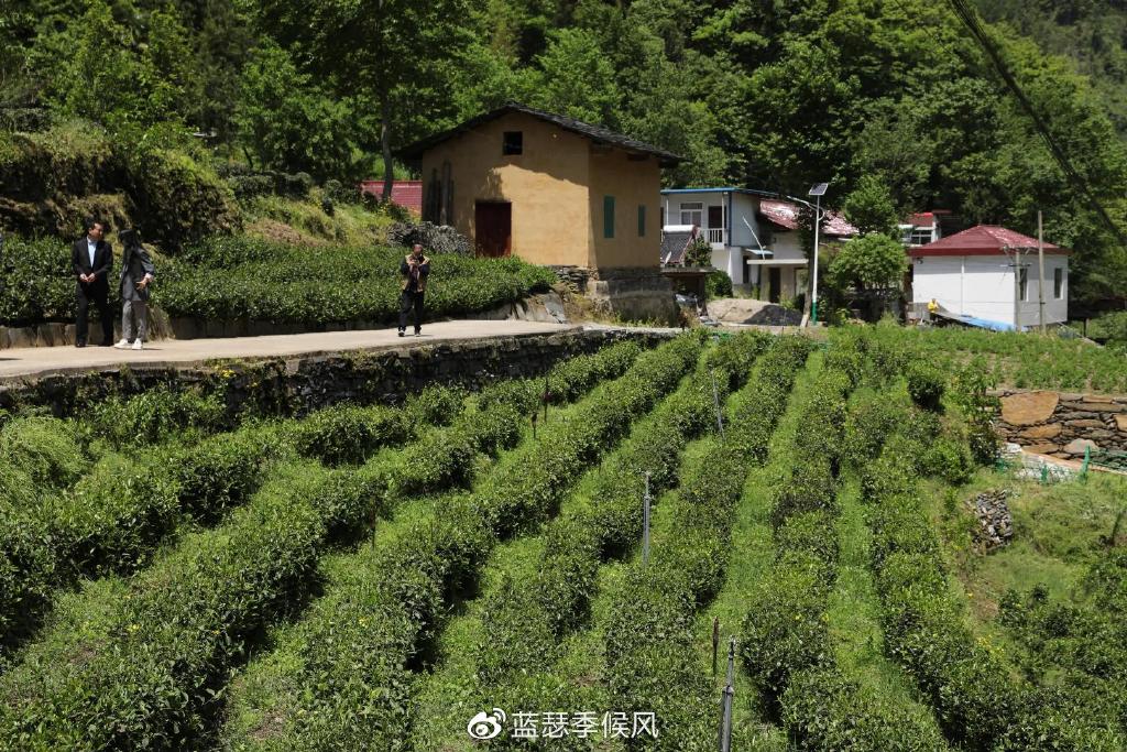 这个夏天 到小城镇安欣赏秦岭美景 体验茶山风情__财经头条