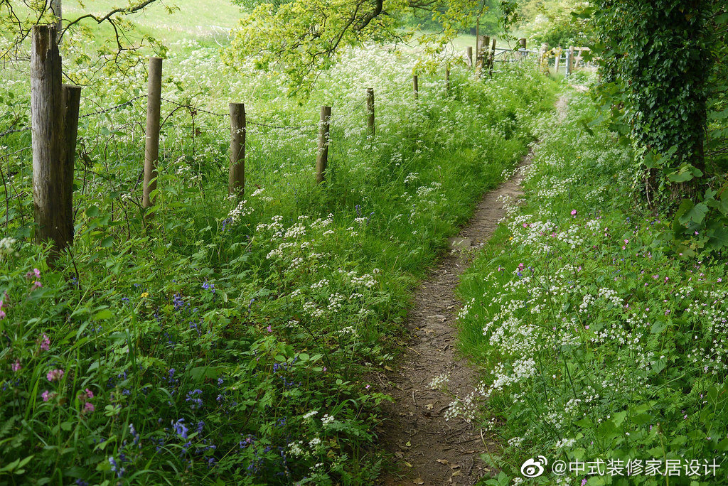 春天来了,乡间小路长满青草野花