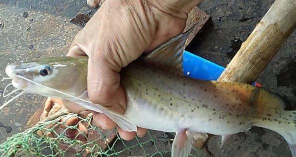 鱼贩们说这条鱼是稀有的珍宝.每斤200元