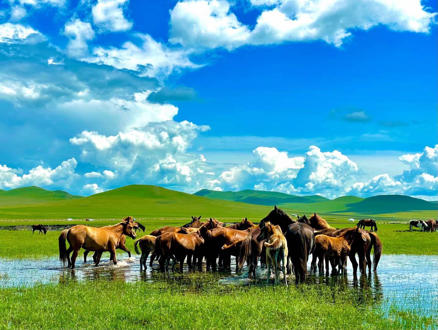 草原上有牛马成群,草原一望无际,又广大又平整