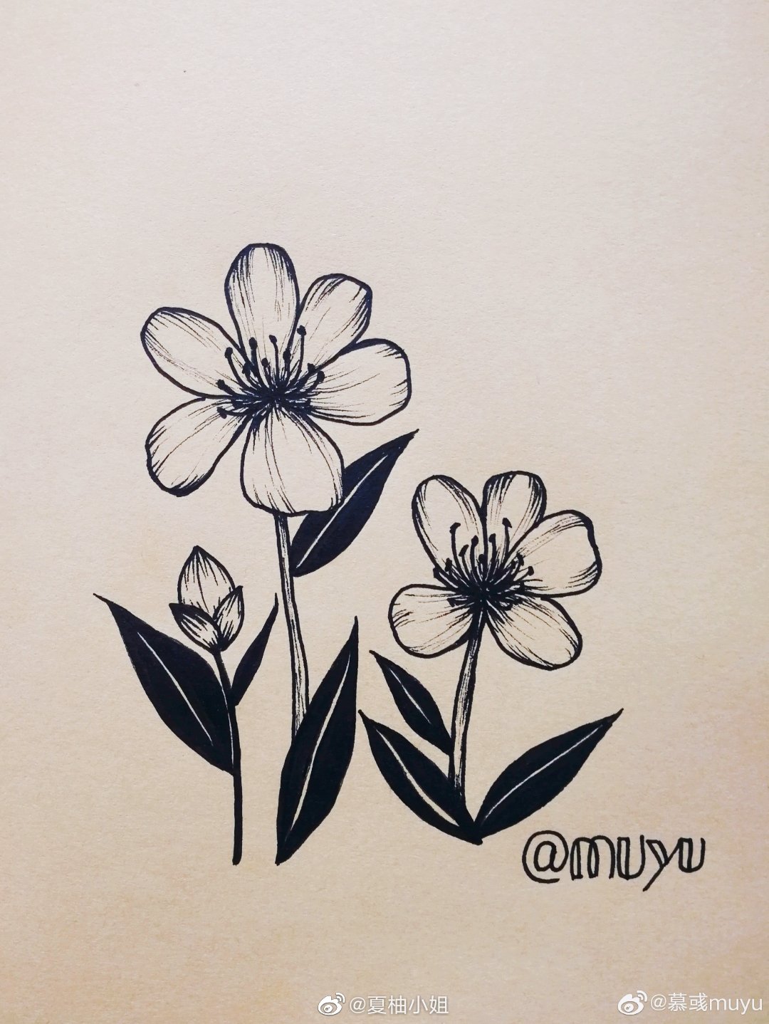 黑白线描花卉,练线条必备!@慕彧muyu