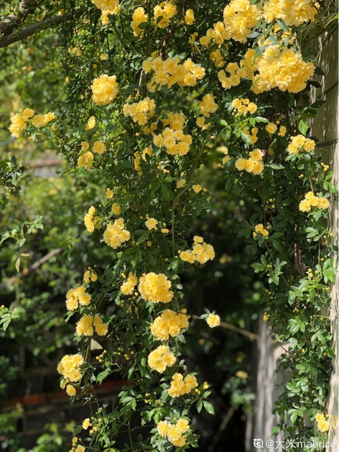 地里种棵木香花，2个月爬成一面花墙，开成花瀑布！