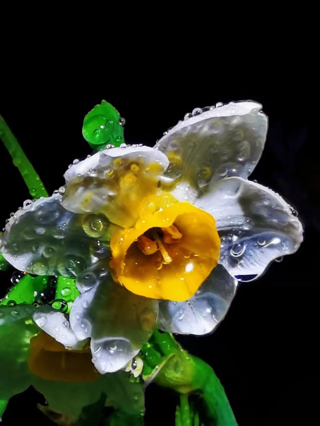 共青森林公园0颗精品水仙免费领 速看领取攻略 上海 森林公园 官方 新浪新闻 共青森林公园0颗精品水仙免费领 速看领取攻略 上海 森林公园 官方 新浪新闻