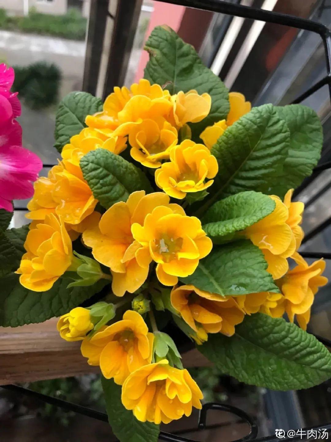 别看报春花个头小一开就是大半年小阳台照样美成花海