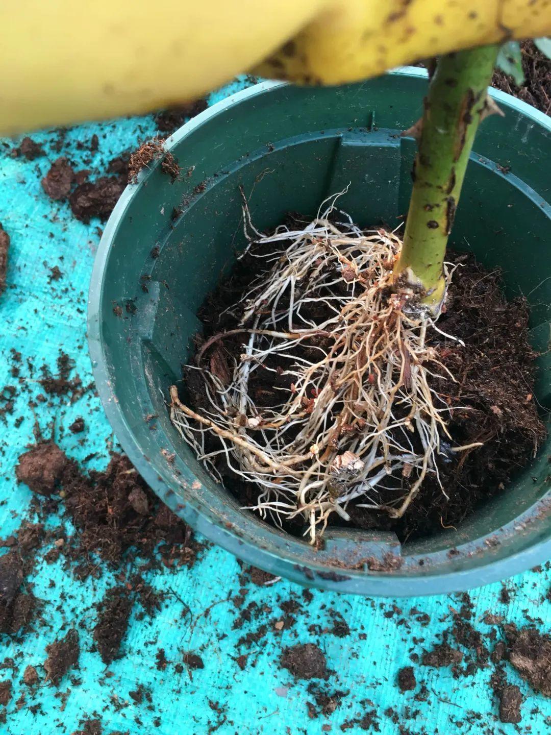 6种花大粗杆子插土里,7天就生根,春天扦插最好活!