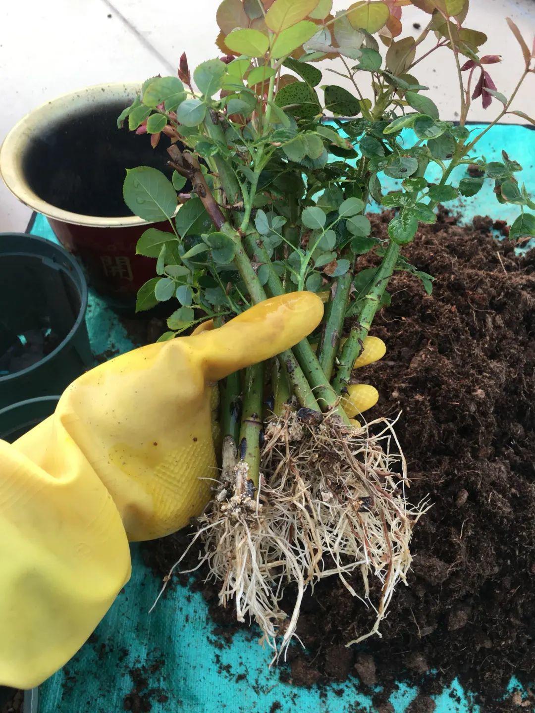 6种花大粗杆子插土里,7天就生根,春天扦插最好活!