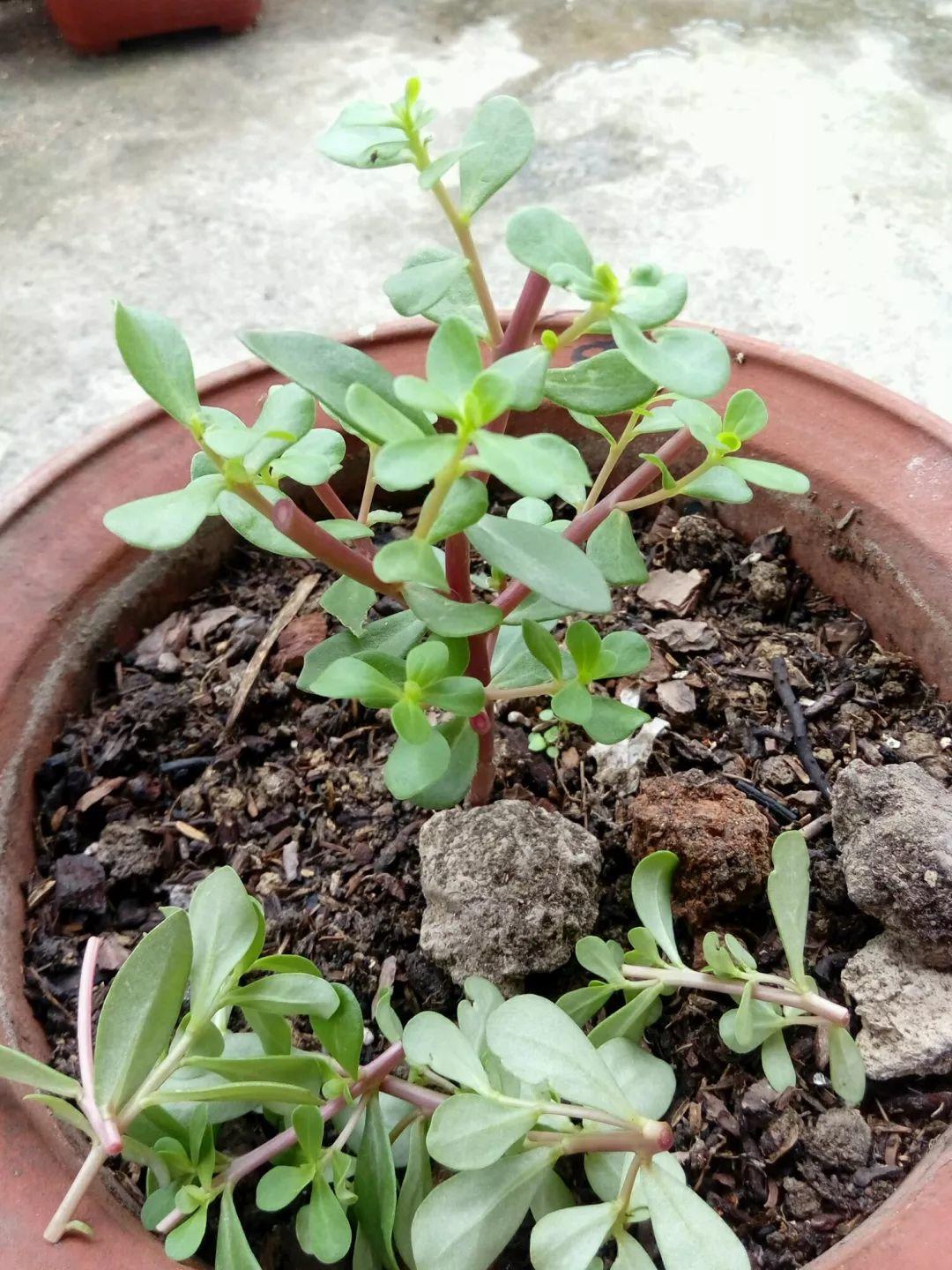 路边挖1棵马齿苋,2个月养成老桩,真值钱!