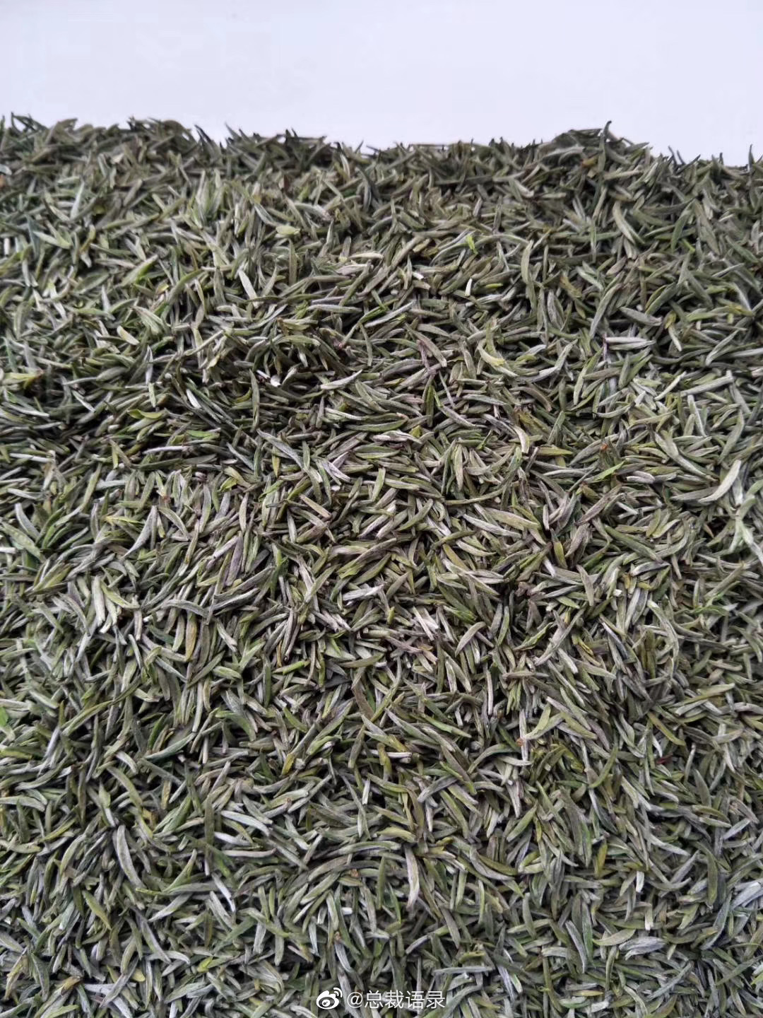 信阳毛尖明前雪芽我们大信阳商城大山里面的明前雪芽