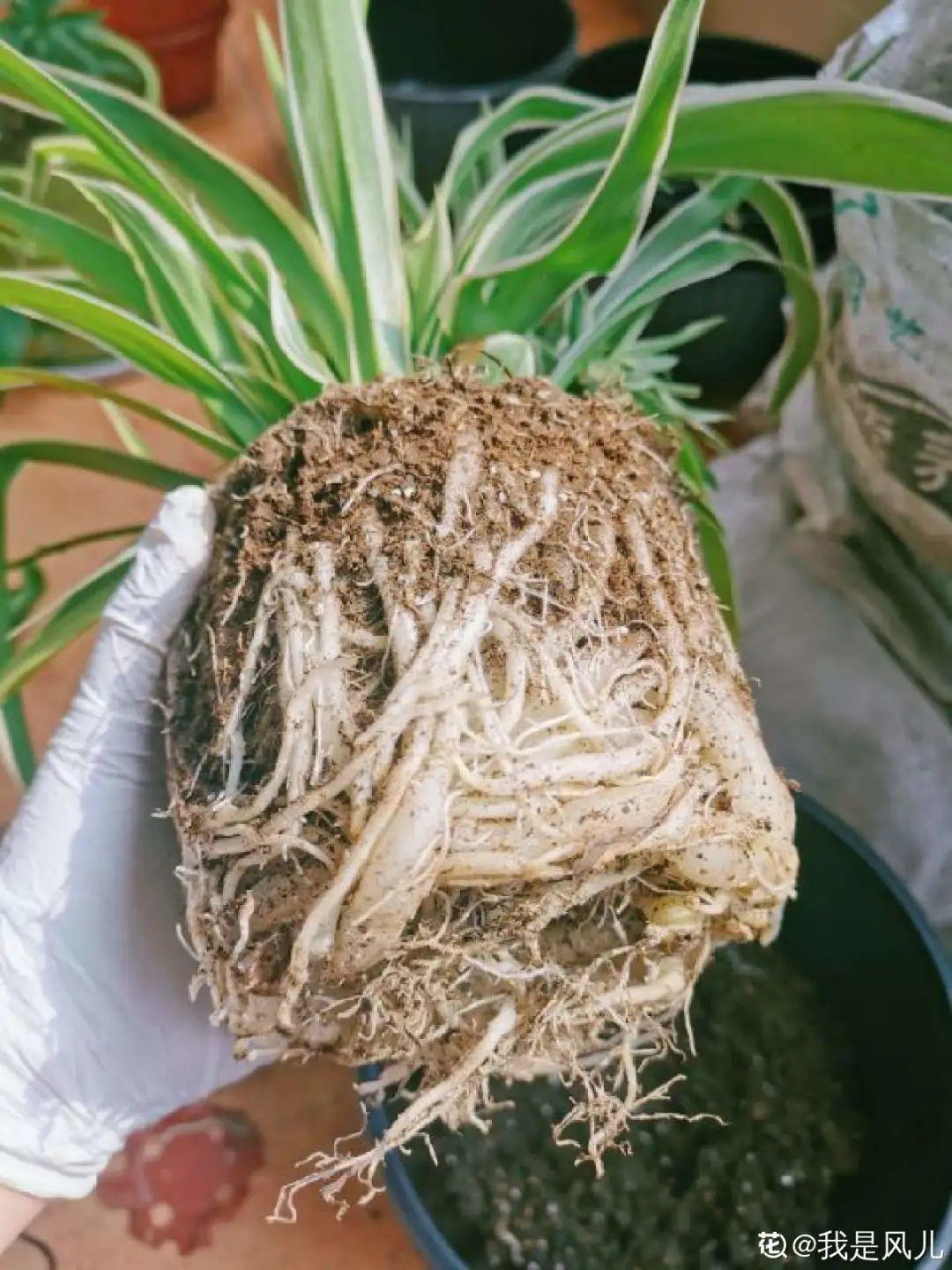 3,用手捏一捏根系,然后将吊兰的根系分开,发现有老根,弱根,烂根的地方