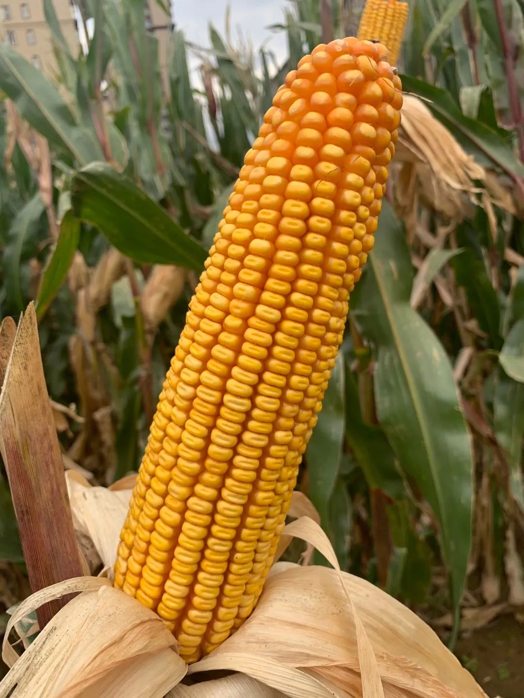 今日辽宁最新玉米价格!依然坚挺!