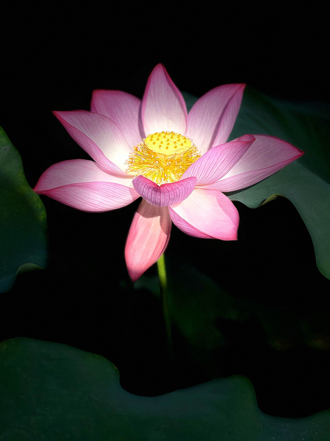 荷花怎么拍才美？我从网友投稿的200张照片里，选出20张经典案例休闲区蓝鸢梦想 - Www.slyday.coM