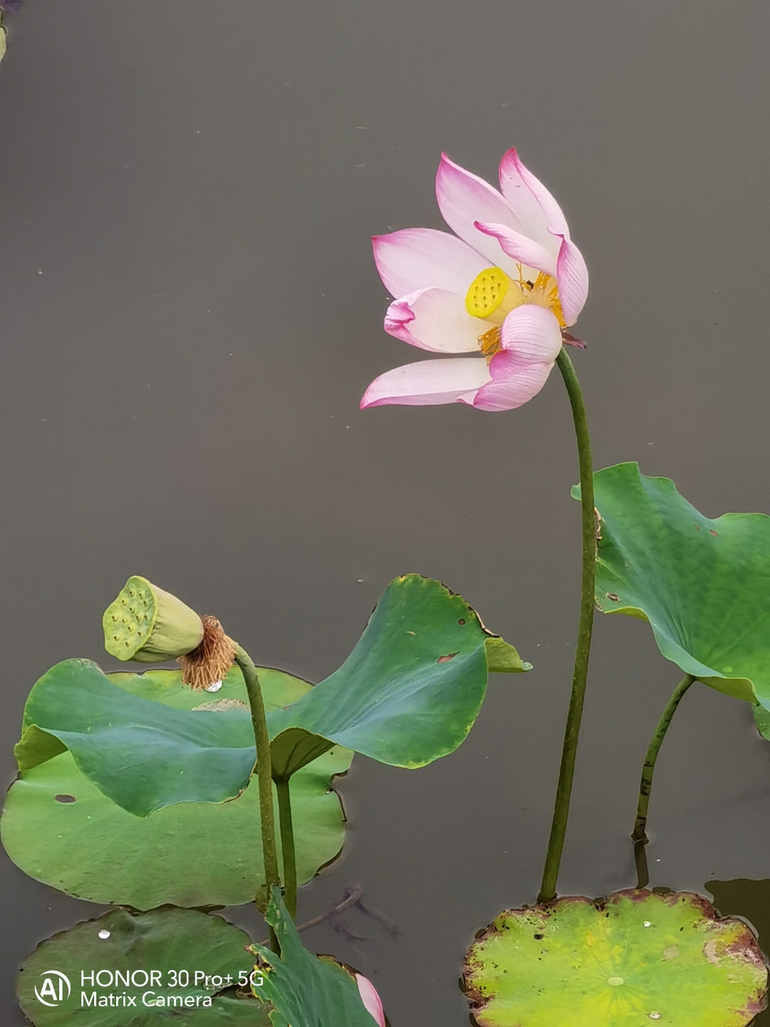 荷花怎么拍才美？我从网友投稿的200张照片里，选出20张经典案例休闲区蓝鸢梦想 - Www.slyday.coM