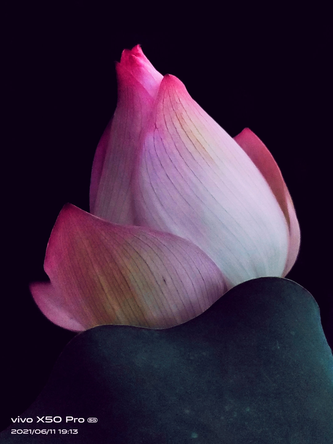 荷花怎么拍才美？我从网友投稿的200张照片里，选出20张经典案例休闲区蓝鸢梦想 - Www.slyday.coM