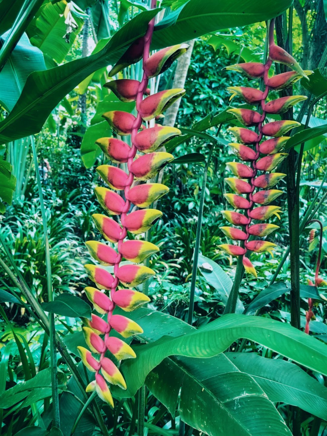 神奇的热带动植物王国 打卡植物园,西双版纳真的酷