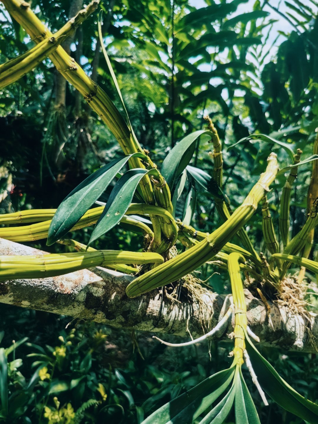 神奇的热带动植物王国 打卡植物园,西双版纳真的酷