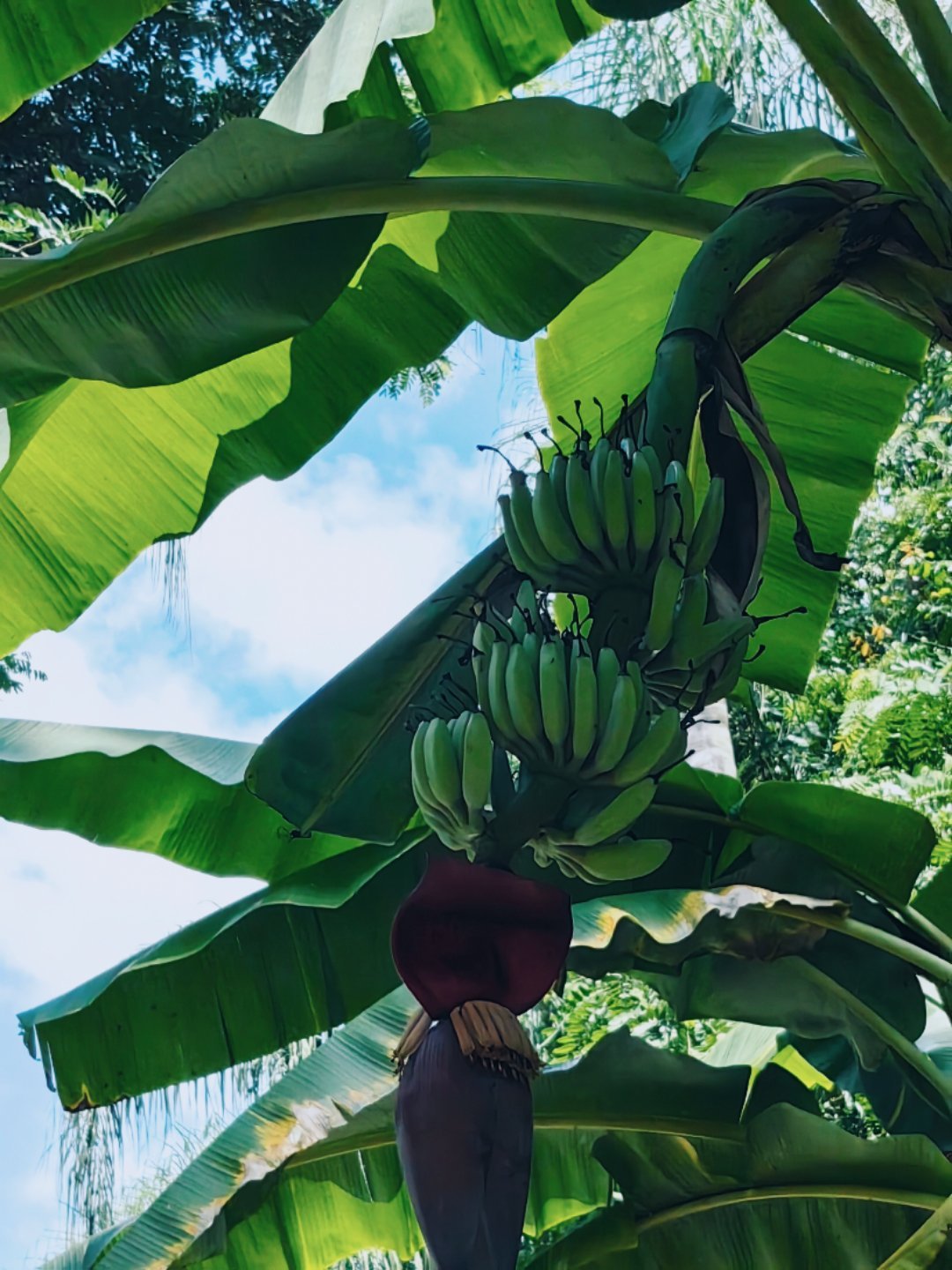 神奇的热带动植物王国 打卡植物园,西双版纳真的酷