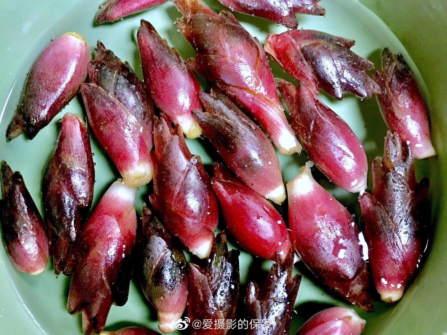 阳荷,属多年生草本植物,姜科.因植株很像生姜