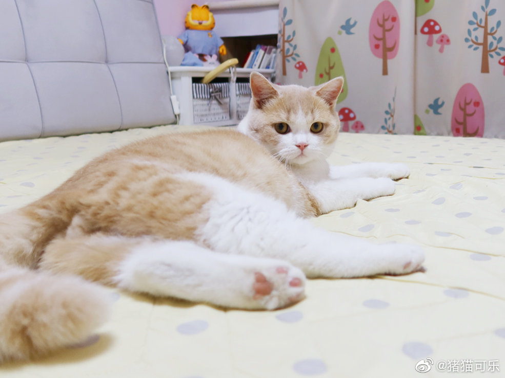 茶茶小狐狸~~小茶蛋似乎长大了一点,但还是hin小