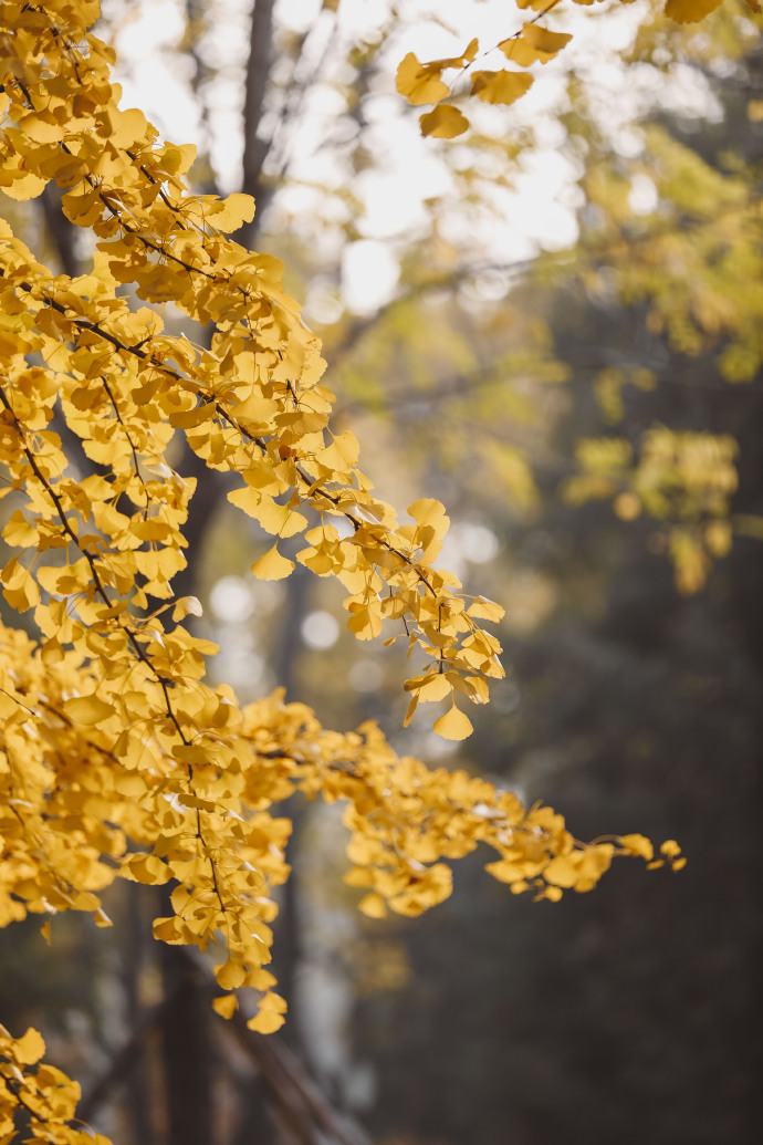 北京赏秋攻略|两天看遍北京最美秋景