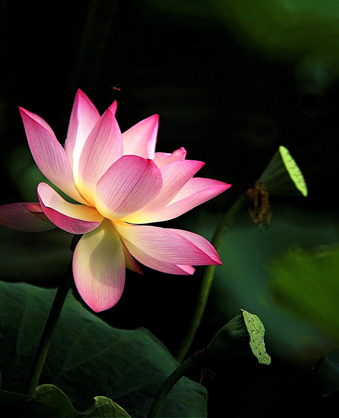 荷花怎么拍才美？我从网友投稿的200张照片里，选出20张经典案例休闲区蓝鸢梦想 - Www.slyday.coM