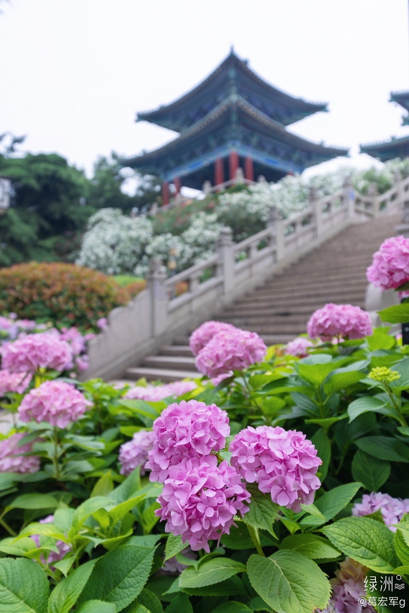 南京绣球花最美的地方图片