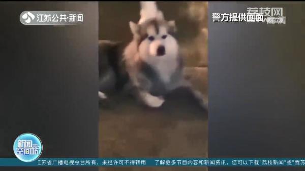 狗狗当街“流浪”主人被罚50元 提醒：犬证须在犬类生活当地办理休闲区蓝鸢梦想 - Www.slyday.coM