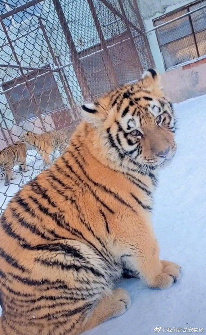 原来搞笑漫画里的肥肥老虎是真的存在_高清图集_新浪网