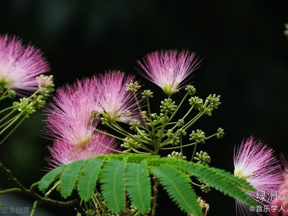 好美的合欢花,毛茸茸的,太让人喜爱了!