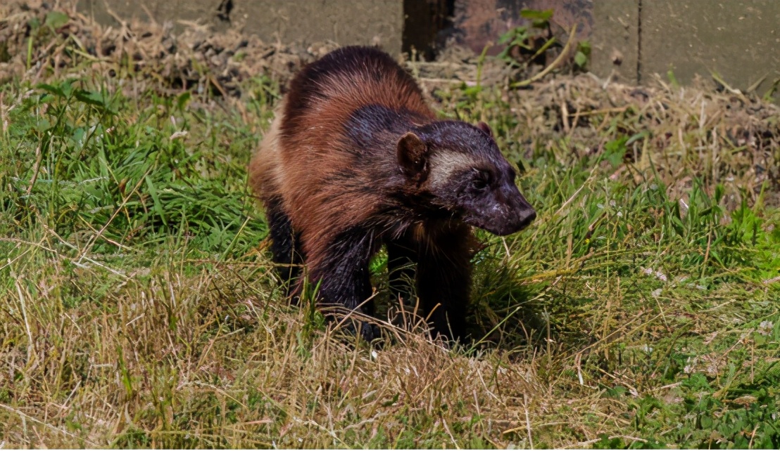 消失100年后,美国"金刚狼"重现,为什么灭绝生物还能复活?