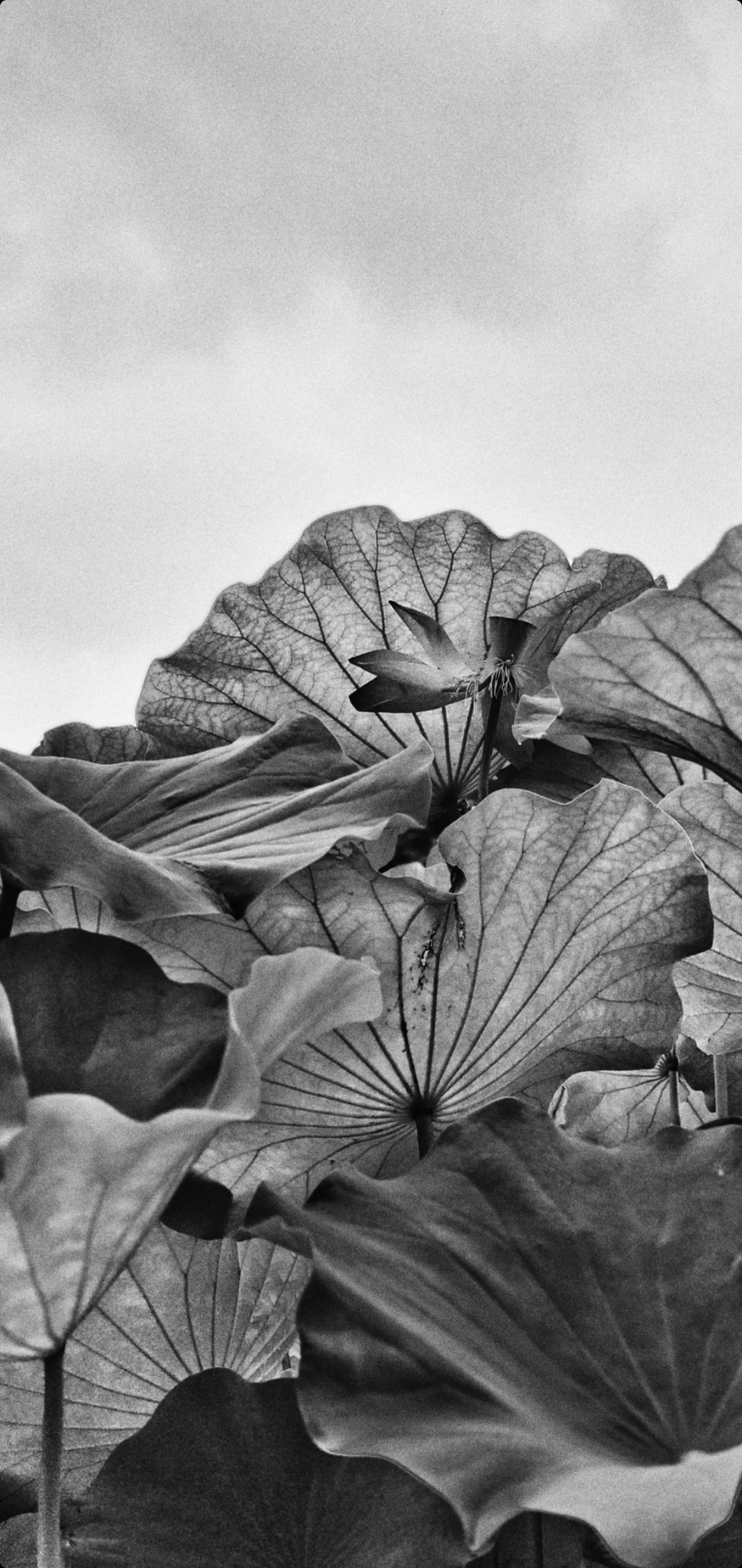 荷花怎么拍才美？我从网友投稿的200张照片里，选出20张经典案例休闲区蓝鸢梦想 - Www.slyday.coM