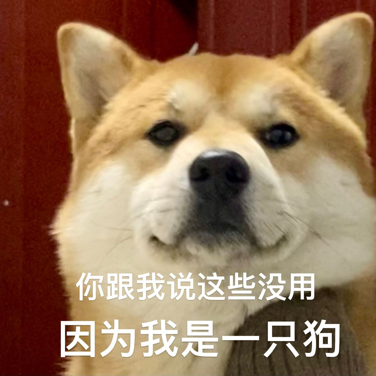 近期使用频率很高的斗图表情包!_新浪新闻