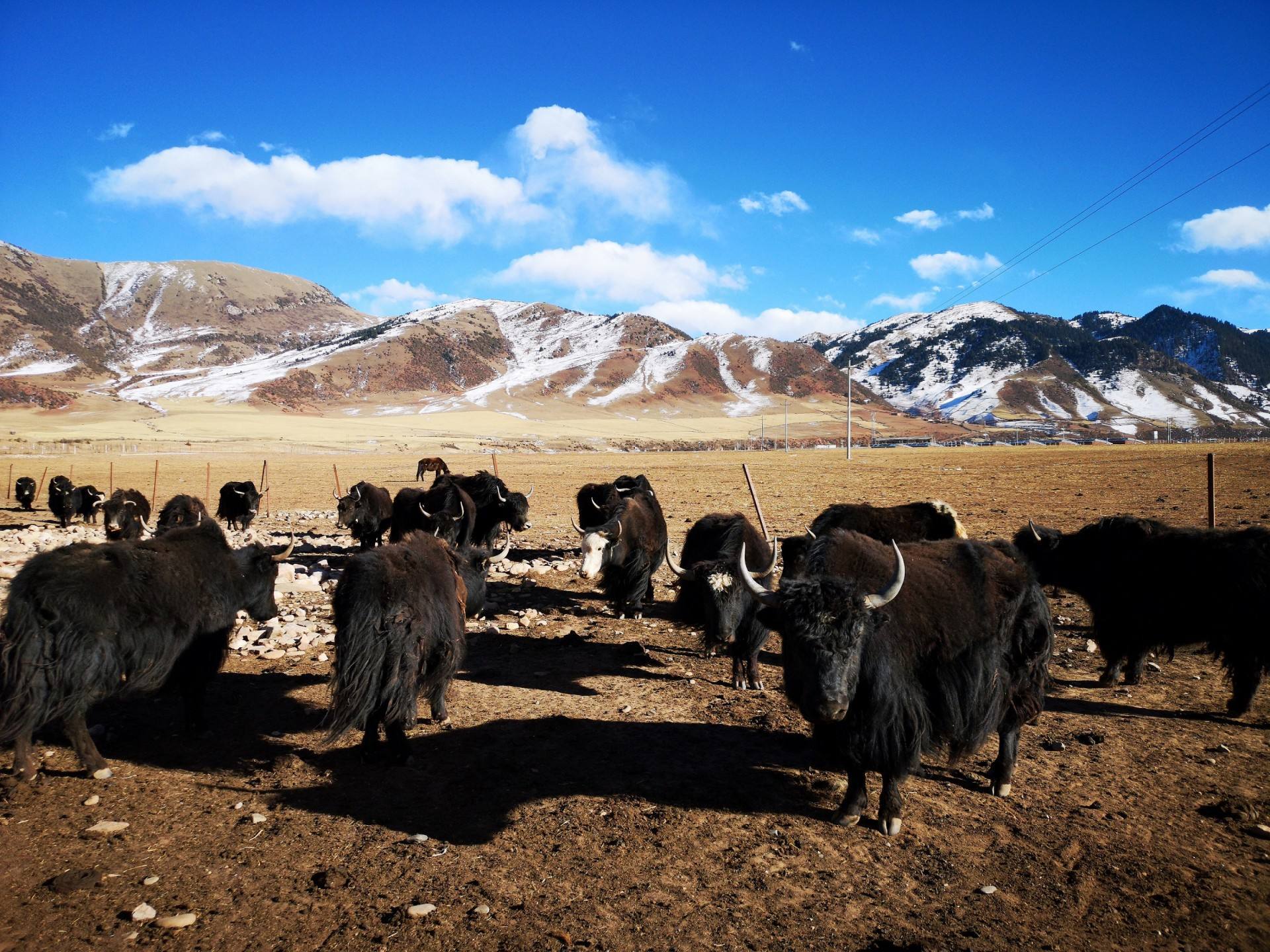 牦牛,作为高原之舟已经为世人所熟悉_高清图集_新浪网
