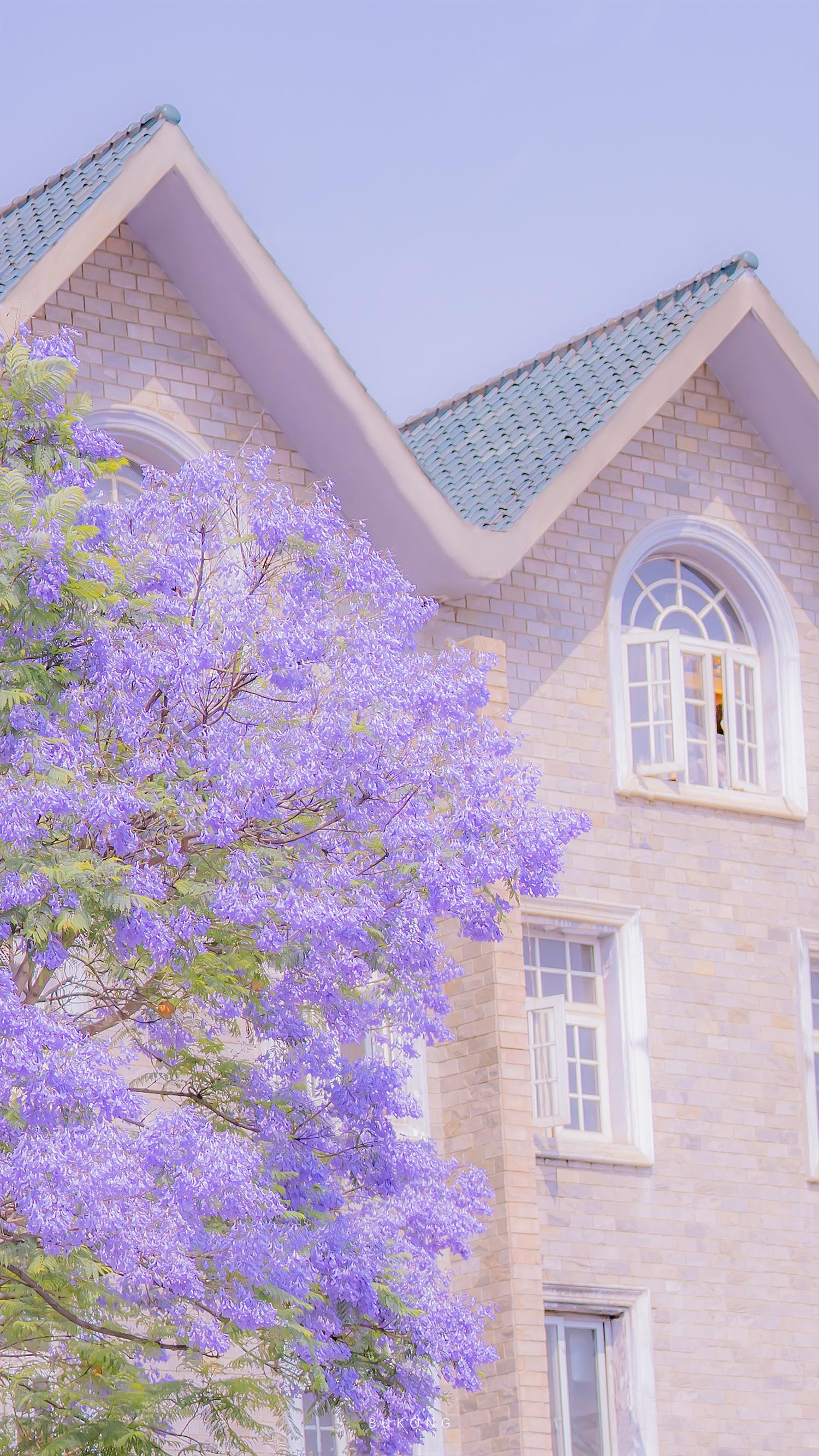 初夏限定 楹花微紫