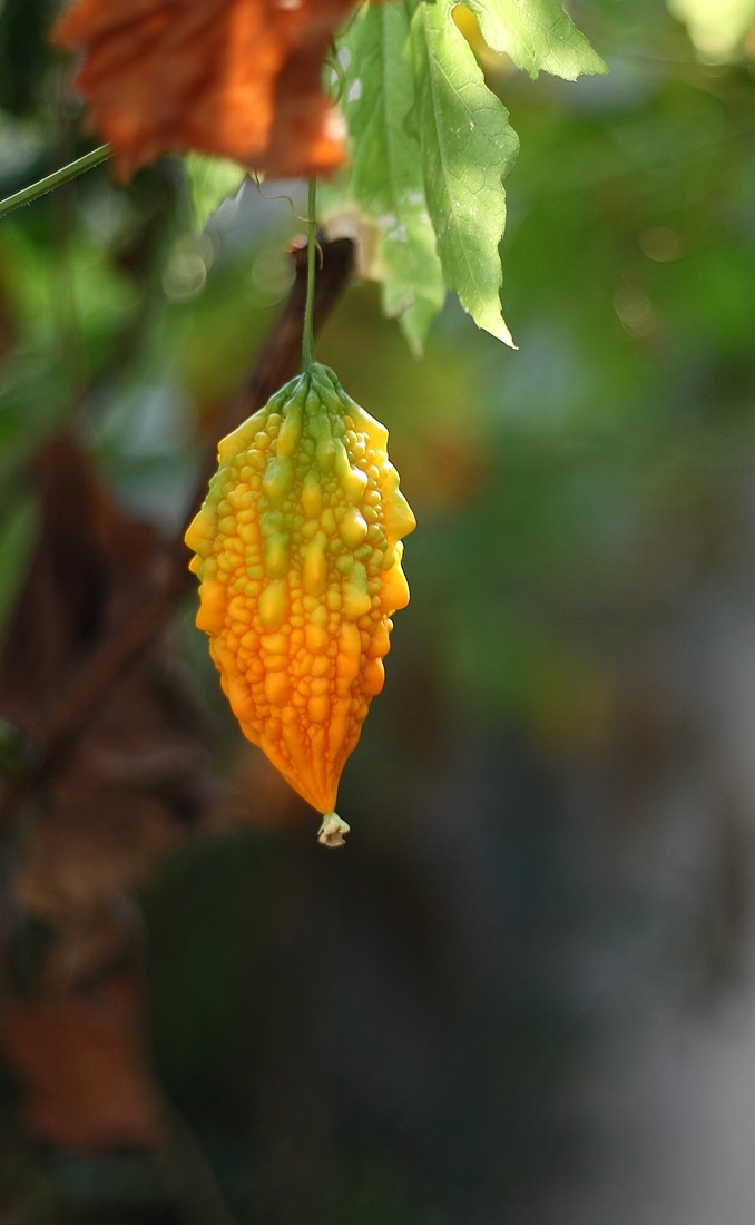 癞瓜,你们那里叫什么?_高清图集_新浪网