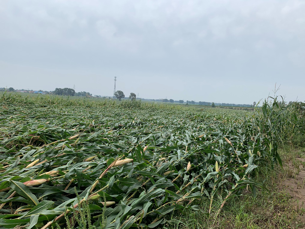 台风过后,玉米倒伏严重