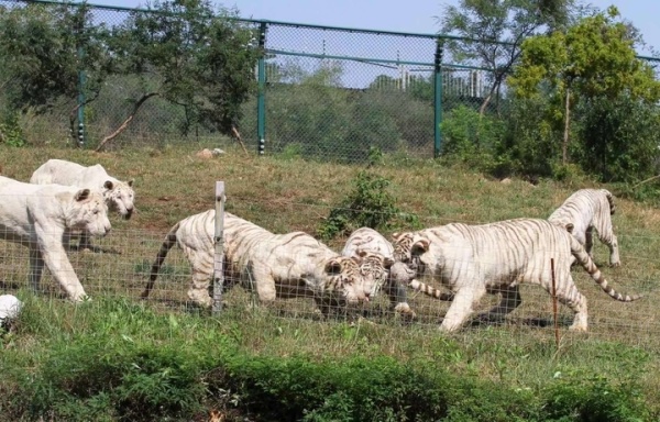 疫情常態化下來到濟南野生動物世界與家人享受私密,安全空間的同時