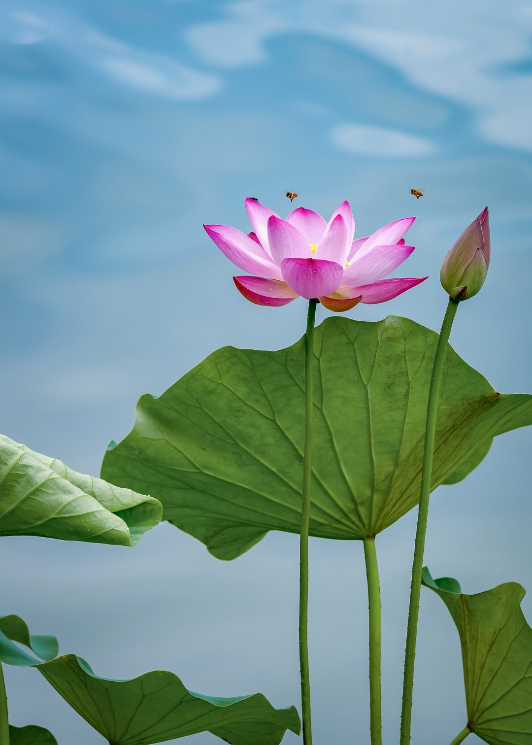 荷花怎么拍才美？我从网友投稿的200张照片里，选出20张经典案例休闲区蓝鸢梦想 - Www.slyday.coM