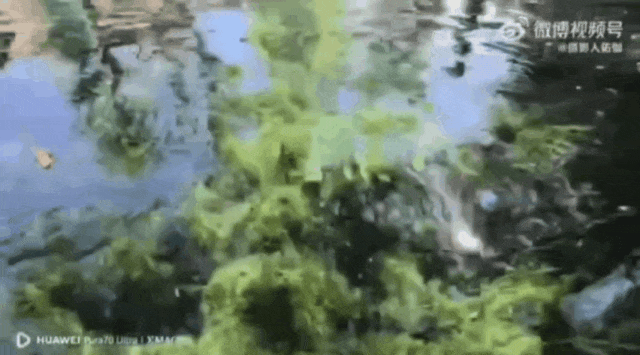 被济南泉水下的世界惊艳到了!|济南市|趵突泉_新浪新闻