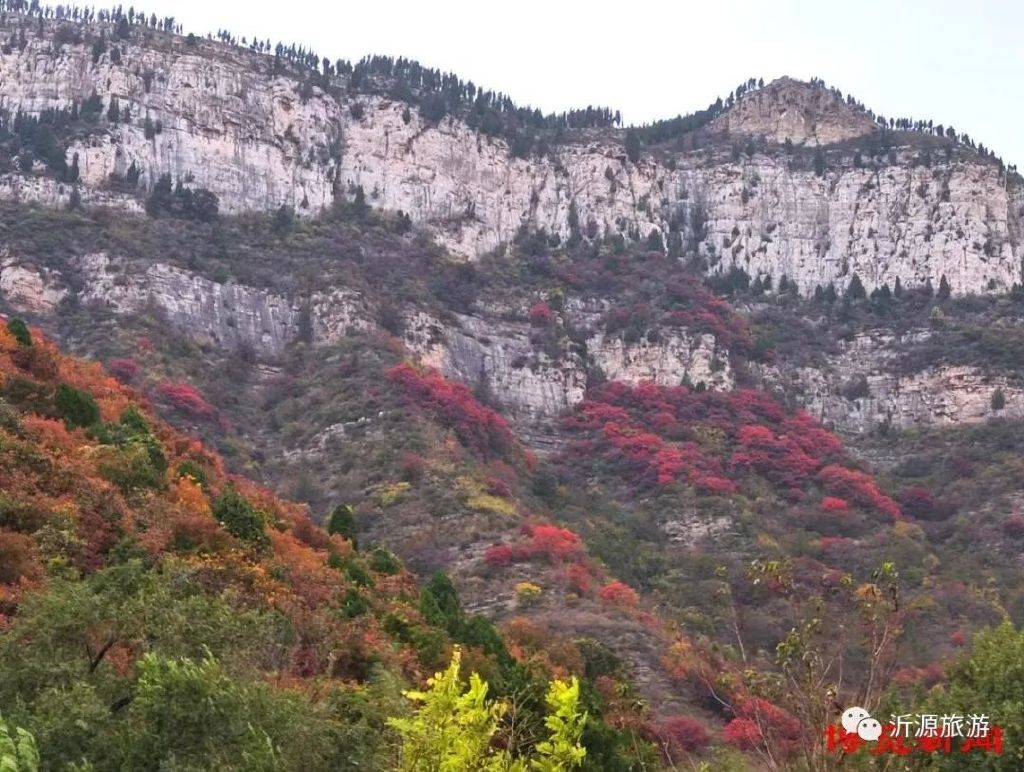 秋天美成童话秘境!淄博这些“赏红叶”宝藏地,我也就心动了999次吧~休闲区蓝鸢梦想 - Www.slyday.coM 秋天美成童话秘境!淄博这些“赏红叶”宝藏地,我也就心动了999次吧~休闲区蓝鸢梦想 - Www.slyday.coM