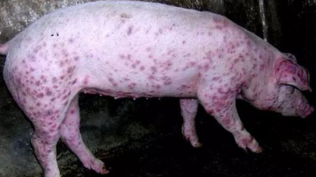 猪感染了圆环病毒有什么症状看不出来症状的才最危险