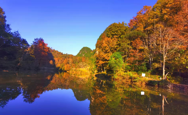 万亩红枫映山红文旅振兴德保美