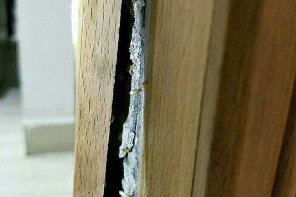 那么我们可以用工具撬开来看看,以确定是否是被白蚁所蛀蚀