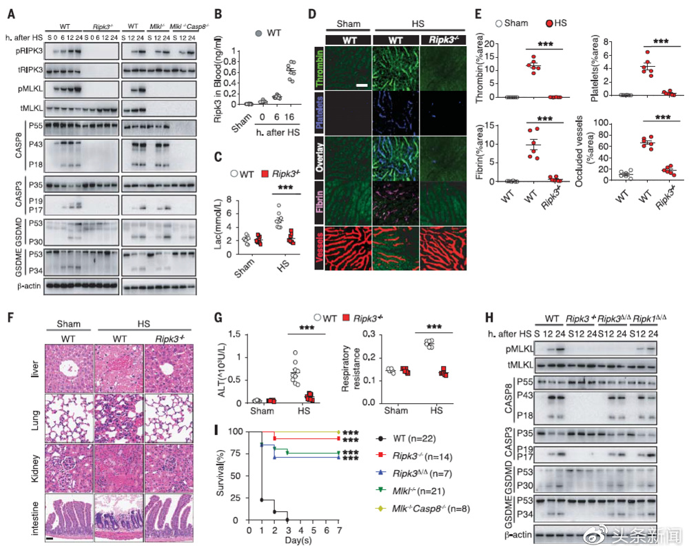 没有开玩笑，人真的会被“热死”休闲区蓝鸢梦想 - Www.slyday.coM