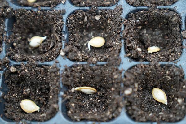 思南县全面启动12万亩商品冬瓜南瓜育苗工作