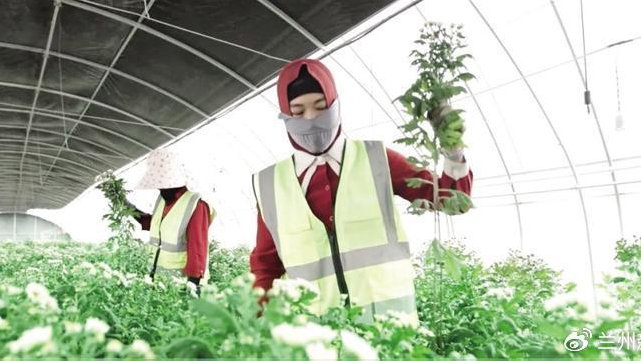 冬季暖棚黄瓜怎么施肥产量高？