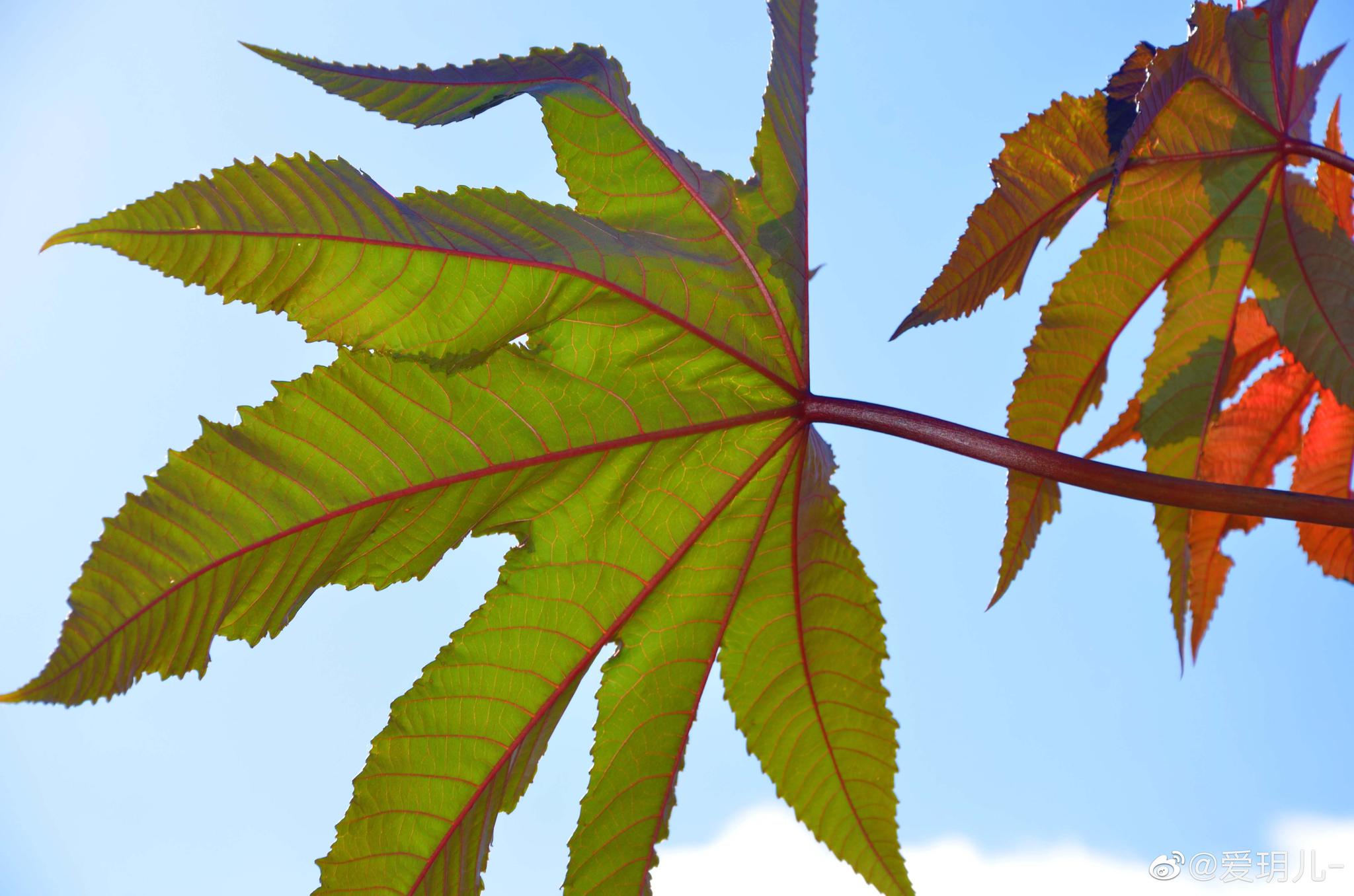 榨蓖麻油用的蓖麻籽蓖麻叶很特别
