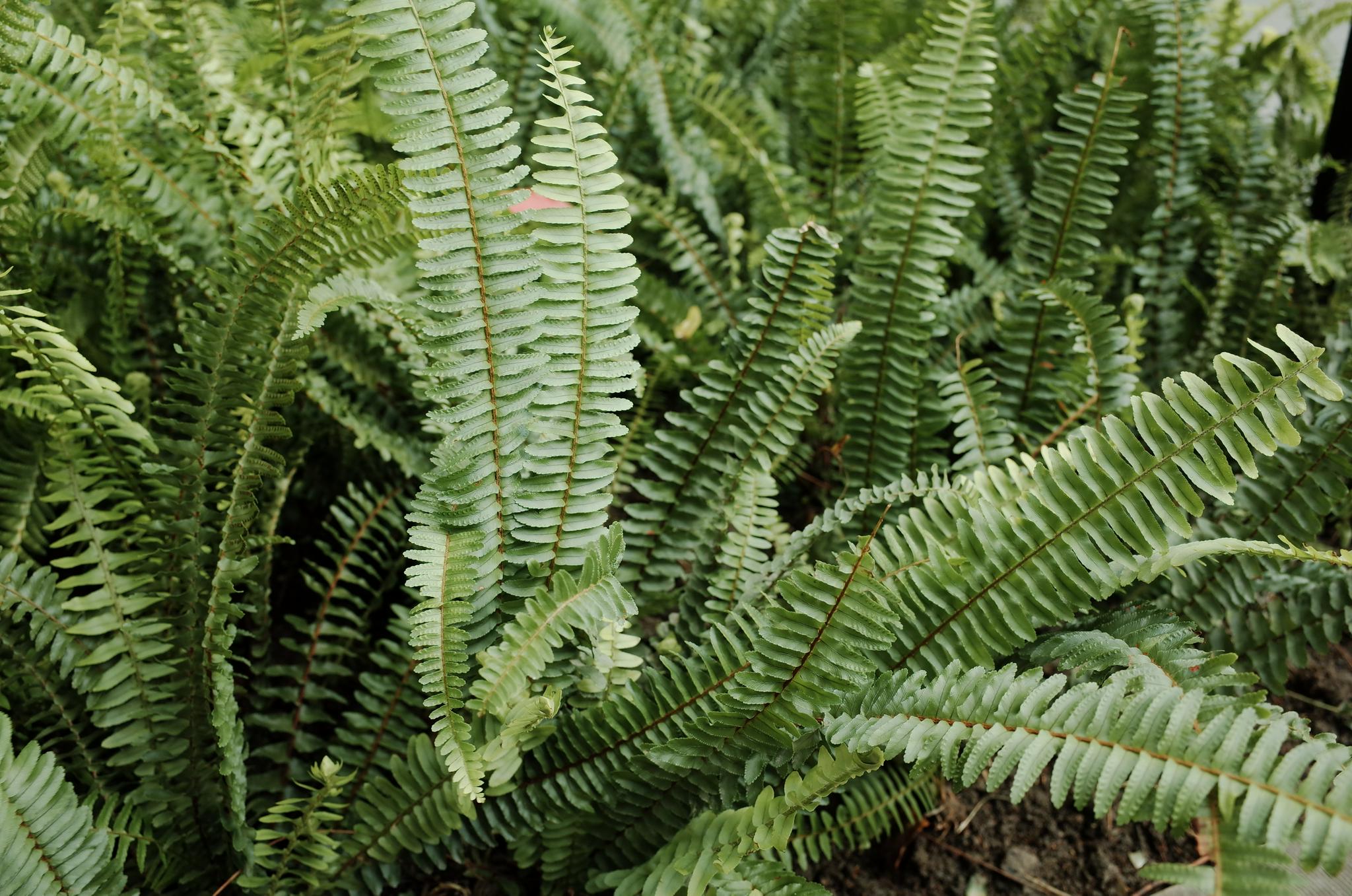 上生新所的蕨比我养的健康多了