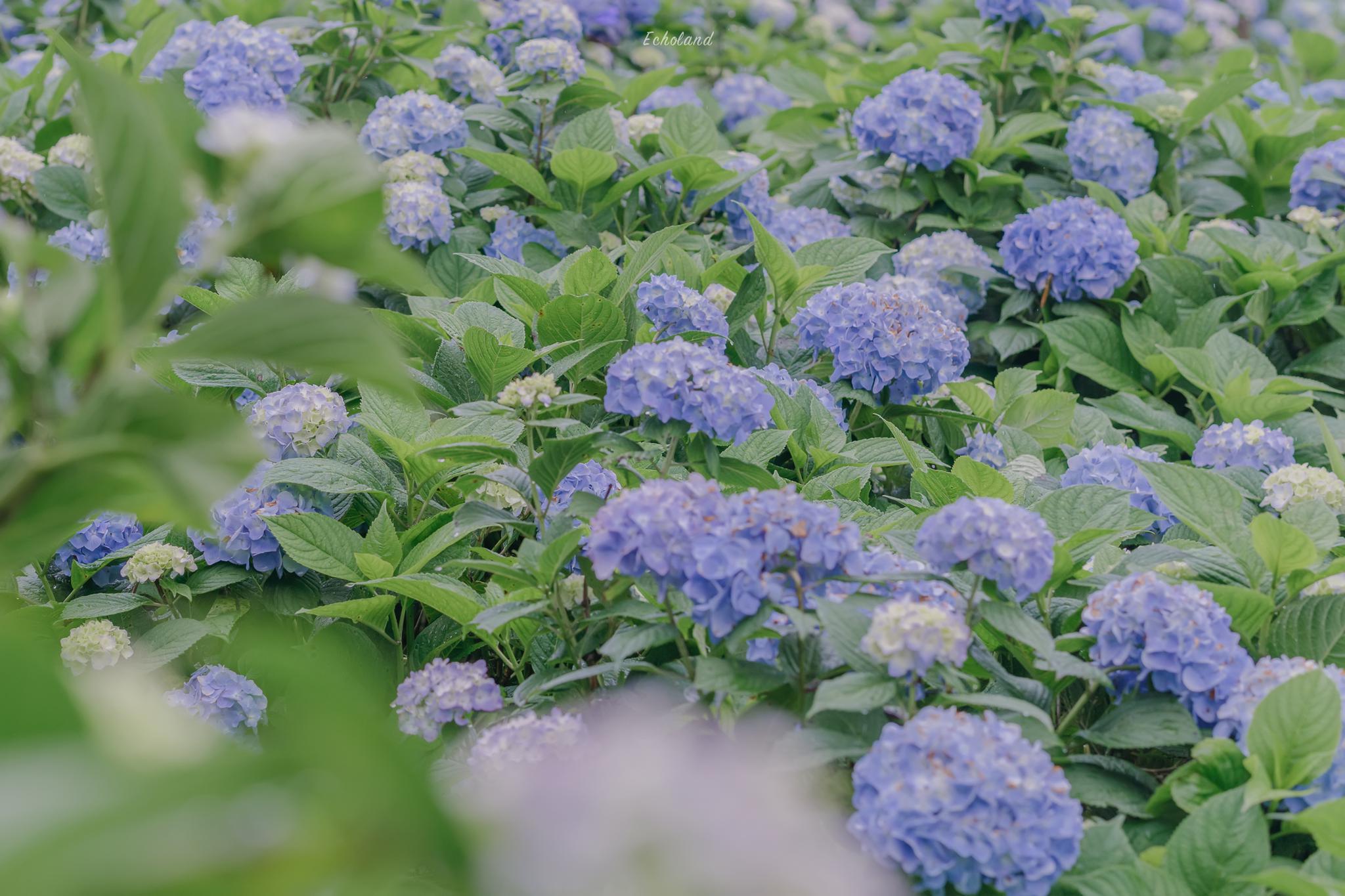 无尽夏盛开的山谷摄影@·回声小岛