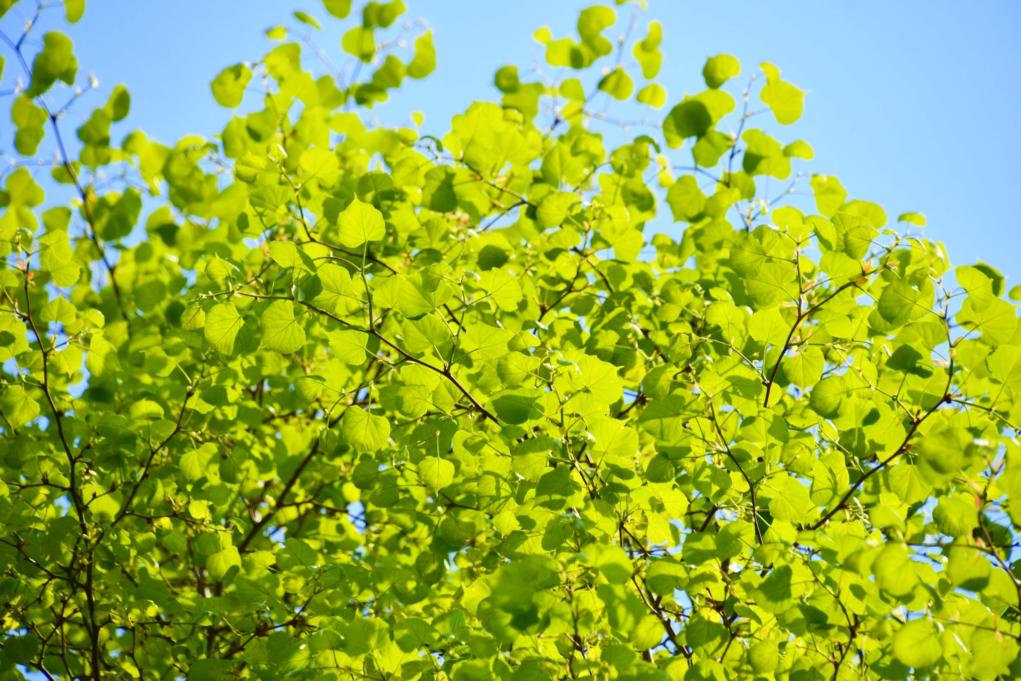 嫩绿的椴树叶,原创拍摄_高清图集_新浪网