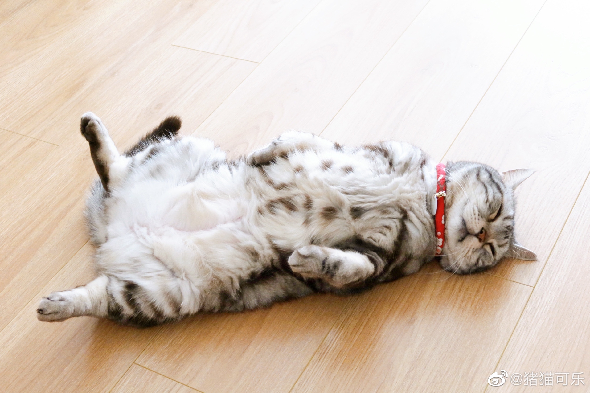 可可躺地板上睡得可香了……__财经头条